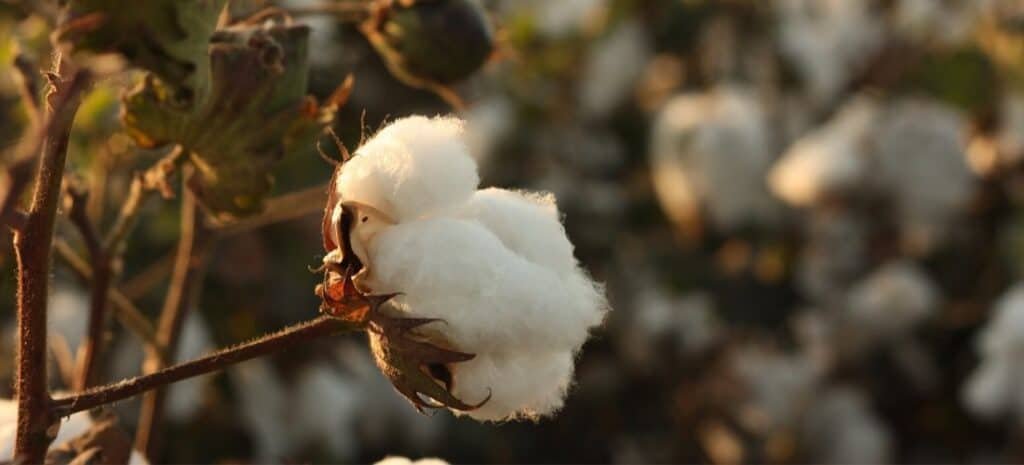 Global 2nd Cut Cotton Linter Market