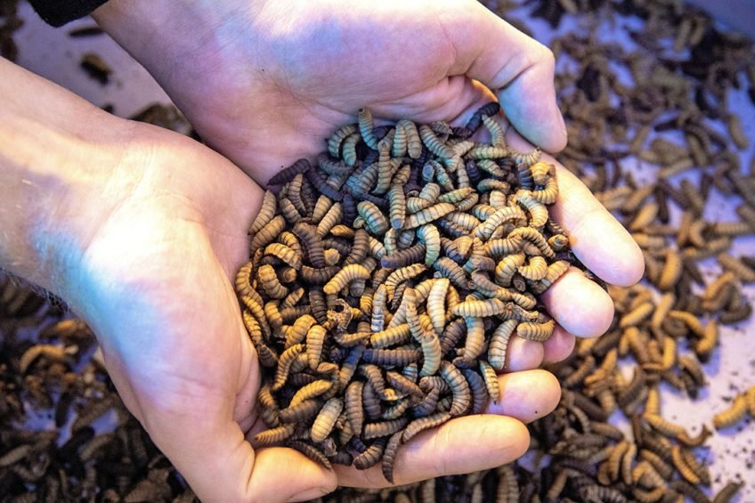 Challenges and Future Prospects of the Insect Growth Regulators Market