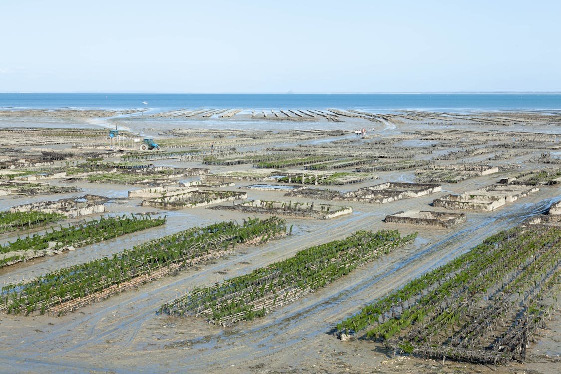 Challenges in the Global Oyster Farming Market