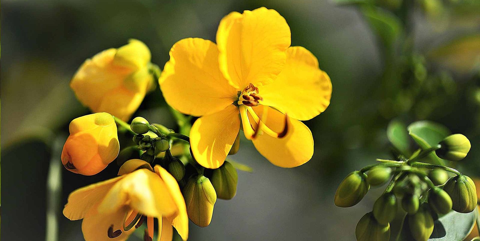 Introduction to the Global Senna Leaf Extracts Market