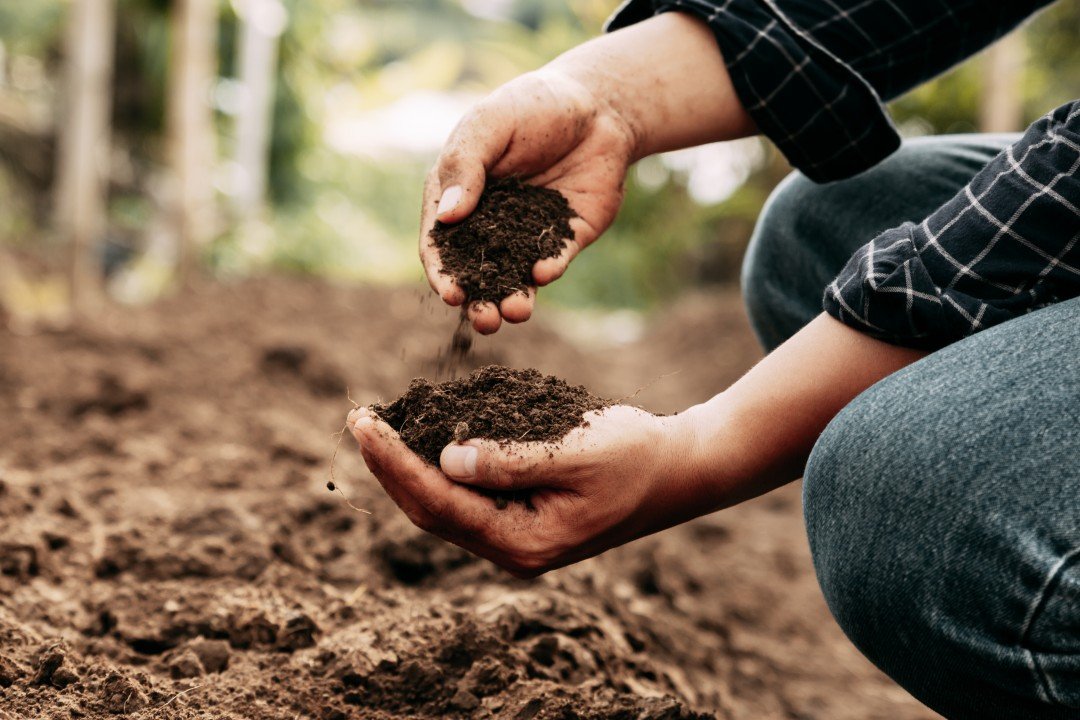 The Role of Technology in Shaping the Future of Biotech Seeds